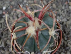 Echinocactus horizonthalonius Jacales, pot 5,5 cm - 12404172