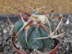 Echinocactus horizonthalonius Jacales, pot 5,5 cm - 12404173