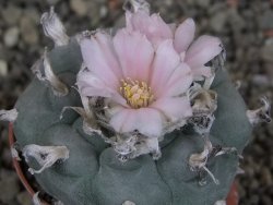 Lophophora williamsii pot 5,5 cm - 12404174