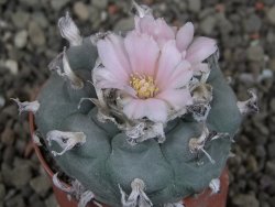 Lophophora williamsii pot 5,5 cm - 12404175