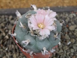 Lophophora williamsii pot 5,5 cm - 12404176