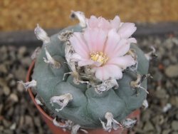Lophophora williamsii pot 5,5 cm