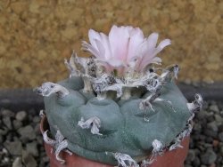 Lophophora williamsii pot 5,5 cm - 12404180