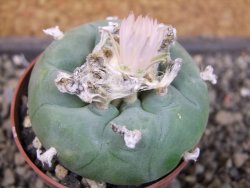 Lophophora difusa, pot 6,5 cm