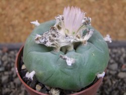 Lophophora difusa, pot 6,5 cm - 12404187