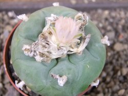 Lophophora difusa, pot 6,5 cm - 12404188
