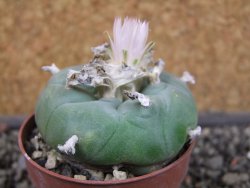 Lophophora difusa, pot 6,5 cm - 12404189