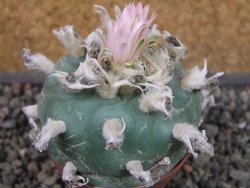 Lophophora difusa, pot 6,5 cm - 12404190