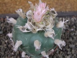 Lophophora difusa, pot 6,5 cm