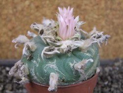 Lophophora difusa, pot 6,5 cm - 12404193