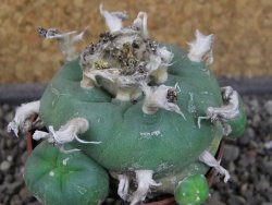Lophophora difusa, pot 6,5 cm