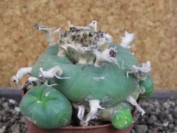 Lophophora difusa, pot 6,5 cm - 12404195