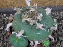 Lophophora difusa, pot 6,5 cm - 12404196