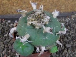 Lophophora difusa, pot 6,5 cm - 12404197