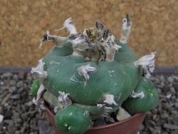 Lophophora difusa, pot 6,5 cm - 12404198