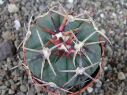 Echinocactus horizonthalonius Salinas, pot 5,5 cm - 12404232