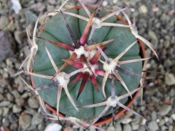 Echinocactus horizonthalonius Salinas, pot 5,5 cm - 12404233
