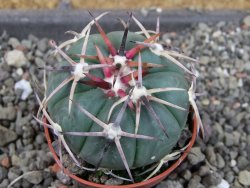 Echinocactus horizonthalonius Salinas, pot 5,5 cm - 12404235