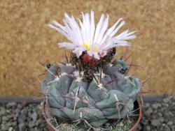 Thelocactus hexaedrophorus major pot 6,5 cm