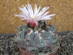 Thelocactus hexaedrophorus major pot 6,5 cm - 12404267