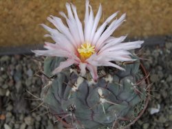 Thelocactus hexaedrophorus major pot 6,5 cm - 12404268