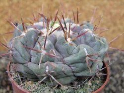 Thelocactus hexaedrophorus major pot 6,5 cm - 12404269