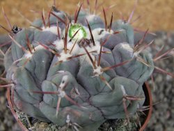 Thelocactus hexaedrophorus major pot 6,5 cm - 12404270