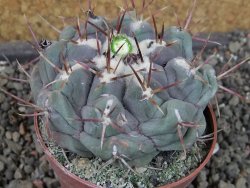 Thelocactus hexaedrophorus major pot 6,5 cm - 12404271