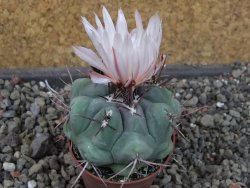 Thelocactus hexaedrophorus major pot 5,5 cm