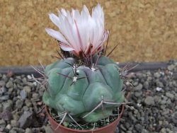 Thelocactus hexaedrophorus major pot 5,5 cm - 12404279