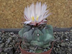 Thelocactus hexaedrophorus major pot 5,5 cm - 12404280
