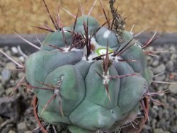 Thelocactus hexaedrophorus major pot 5,5 cm - 12404281