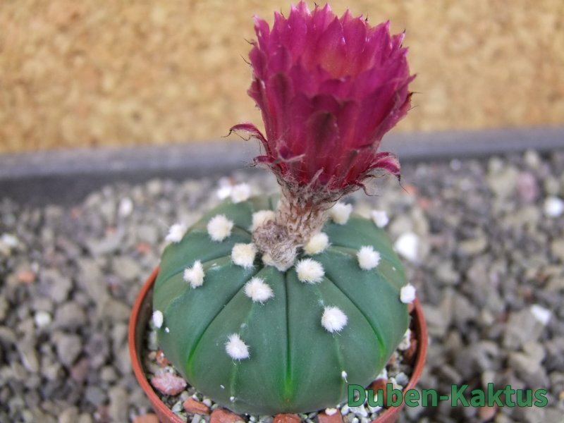 Astrophytum asterias X red flower oibo akabana, pot 5,5 cm