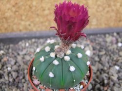 Astrophytum asterias X red flower oibo akabana, pot 5,5 cm