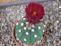 Astrophytum asterias X red flower oibo akabana, pot 5,5 cm - 12404316