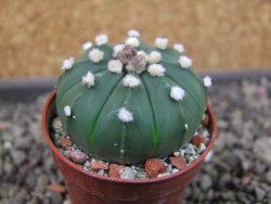 Astrophytum asterias X red flower oibo akabana, pot 5,5 cm - 12404317