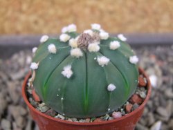 Astrophytum asterias X red flower oibo akabana, pot 5,5 cm - 12404318