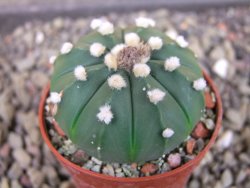 Astrophytum asterias X red flower oibo akabana, pot 5,5 cm - 12404319