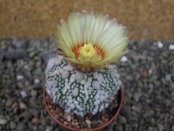 Astrophytum Hanazano Kabuto Star Shape, pot 5,5 cm