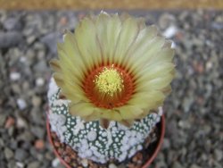 Astrophytum Hanazano Kabuto Star Shape, pot 5,5 cm - 12404333