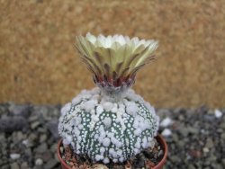 Astrophytum Hanazano Kabuto Star Shape, pot 5,5 cm - 12404334