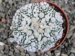 Astrophytum Hanazano Kabuto Star Shape, pot 5,5 cm - 12404335