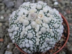 Astrophytum Hanazano Kabuto Star Shape, pot 5,5 cm - 12404336