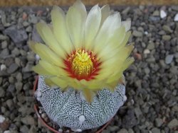 Astrophytum Hanazano Kabuto hybrid Snowy pot 5,5 cm - 12404337
