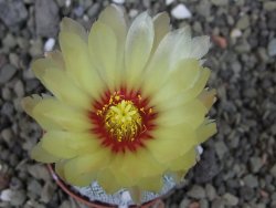 Astrophytum Hanazano Kabuto hybrid Snowy pot 5,5 cm - 12404338