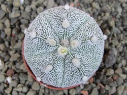 Astrophytum Hanazano Kabuto hybrid Snowy pot 5,5 cm - 12404340