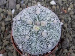 Astrophytum Hanazano Kabuto hybrid Snowy pot 5,5 cm - 12404341