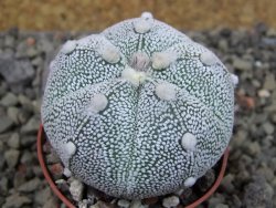 Astrophytum Hanazano Kabuto hybrid Snowy pot 5,5 cm - 12404342