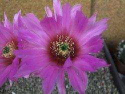 Echinocereus reichenbachii albispinus x bayleyi pot 8,5 cm - 12404371