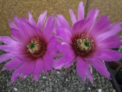 Echinocereus reichenbachii albispinus x bayleyi pot 8,5 cm - 12404372